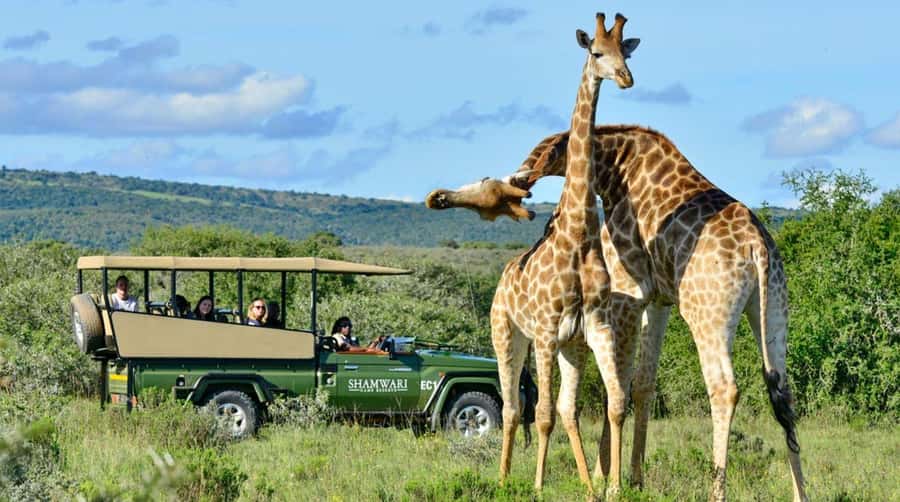 1/2 Day Hluhluwe Imfolozi Big 5 Tour from Richards Bay - The 7:30am Richards Bay pickup, and the handoff that decides your day