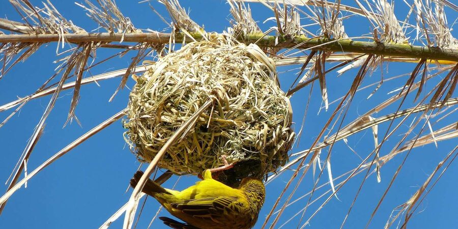 1/2 Day Hluhluwe Imfolozi Big 5 Tour from Richards Bay - Bird watching on a Big 5 drive, why it is not just extra