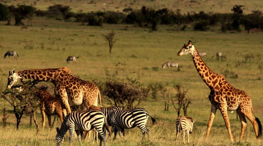 1/2 Day Hluhluwe Imfolozi Big 5 Tour from Richards Bay - Price and logistics, whether $236 per person feels fair