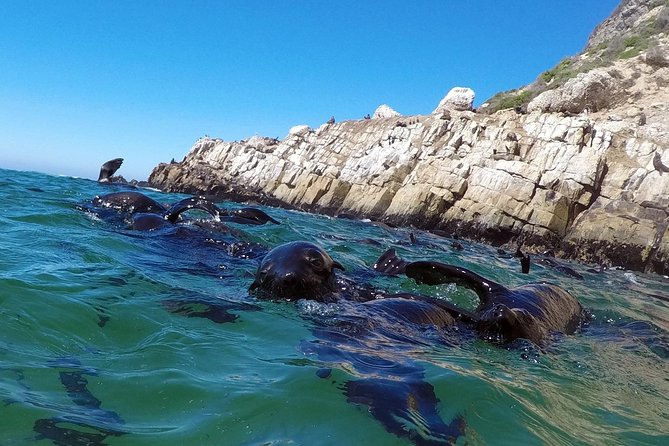1.5-Hour Seal Viewing Boat Tour in Plettenberg Bay - Key things to know before you go
