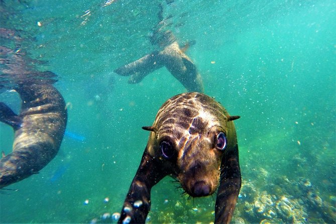 1.5-Hour Seal Viewing Boat Tour in Plettenberg Bay - Why Robberg Seals Off Plettenberg Bay Feel So Close