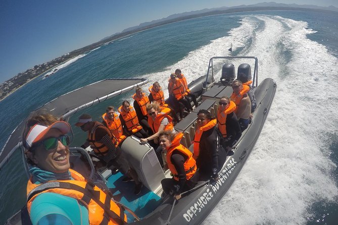 1.5-Hour Seal Viewing Boat Tour in Plettenberg Bay - When Seal Viewing Mixes With Swimming: The Tradeoff to Know