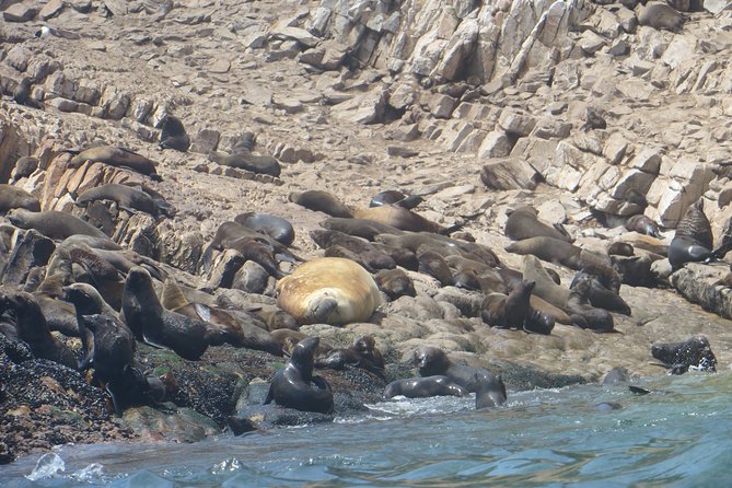 1.5-Hour Seal Viewing Boat Tour in Plettenberg Bay - Choosing Departure Times That Match Your Day