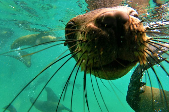 1.5-Hour Seal Viewing Boat Tour in Plettenberg Bay - Meeting Offshore Adventures and the Benefit of a Max 12 Group