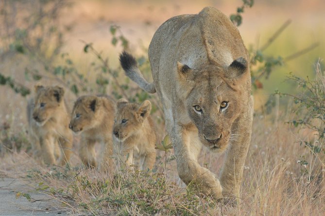 1 Day Photographic Wildlife Safari from Hazyview to Kruger Park - Why a Kruger photo safari from Hazyview feels different from a standard drive