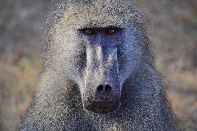 1 Day Photographic Wildlife Safari from Hazyview to Kruger Park - How the gimbals and beanbags translate into better shots