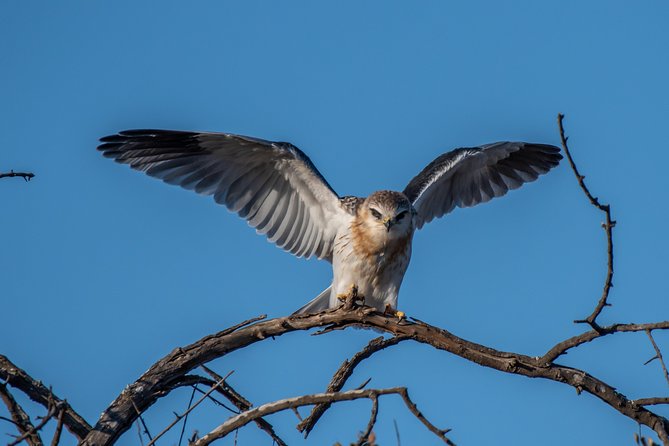 1 Day Photographic Wildlife Safari from Hazyview to Kruger Park - Price and value: what you really pay for, and what you do not