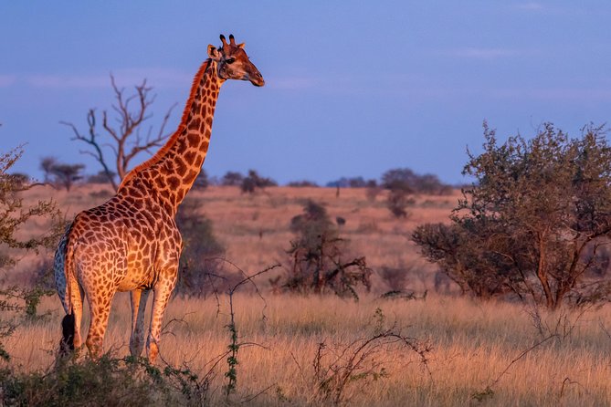 1 Day Photographic Wildlife Safari from Hazyview to Kruger Park - Guides and hospitality: what your day is likely to feel like
