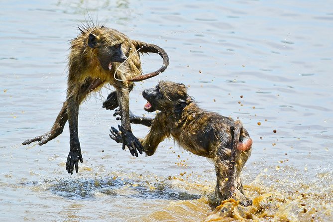 1 Day Photographic Wildlife Safari from Hazyview to Kruger Park - Who should book this Hazyview to Kruger photo safari?