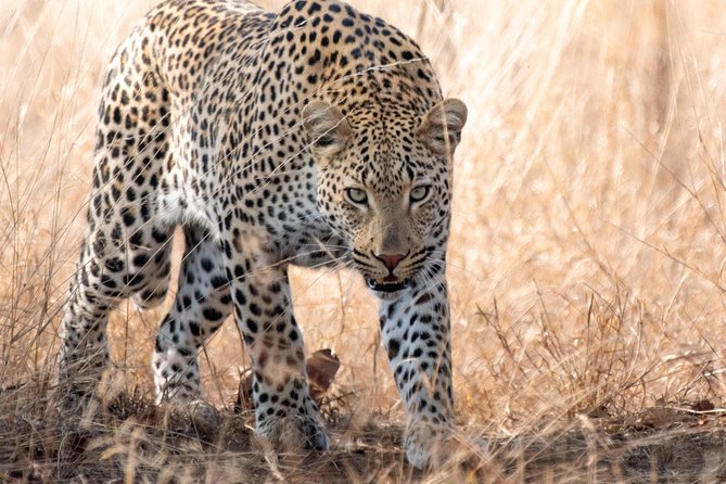 1 Day Photographic Wildlife Safari from Hazyview to Kruger Park - Open-vehicle comfort, seating layout, and why it matters for photography