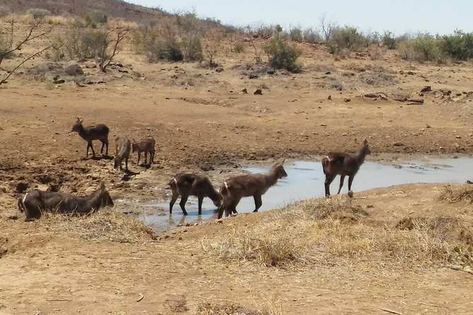 1 Day Safari from Johannesburg - Spotting the Big Five: how to think about it on one day