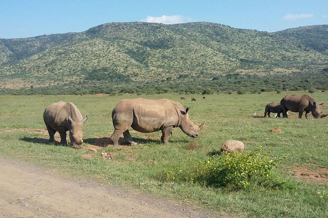 1 Day Safari from Johannesburg - What you are paying for: the full value of the $275.25 price