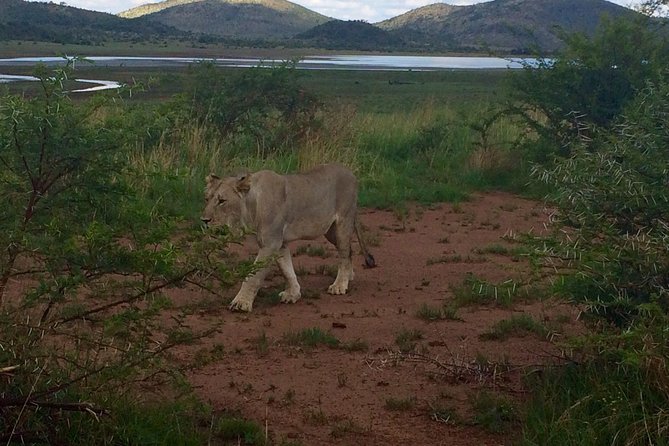 1 Day Safari from Johannesburg - Who this safari suits best, and who might want a different plan