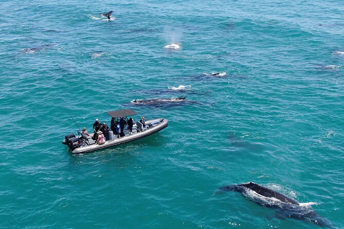 1 Day Whale Watching at Yzerfontein - Key things to know before you go