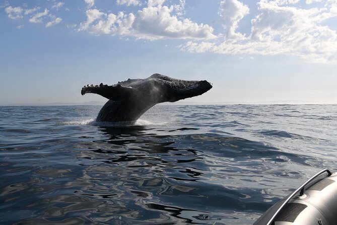 1 Day Whale Watching at Yzerfontein - How the whale search works once you’re out on the water