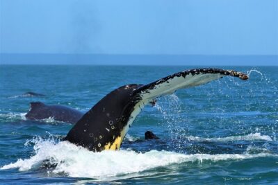 1 Day Whale Watching at Yzerfontein