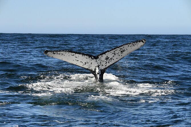 1 Day Whale Watching at Yzerfontein - What you might see: supergroups, calves, breaches, and more