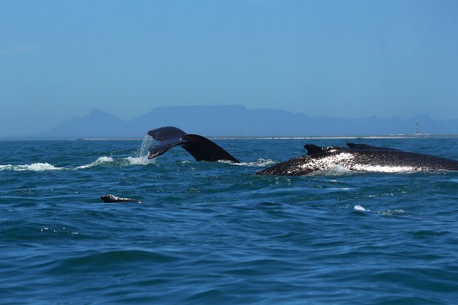 1 Day Whale Watching at Yzerfontein - Return to land: picnic lunch and the whale specialist debrief