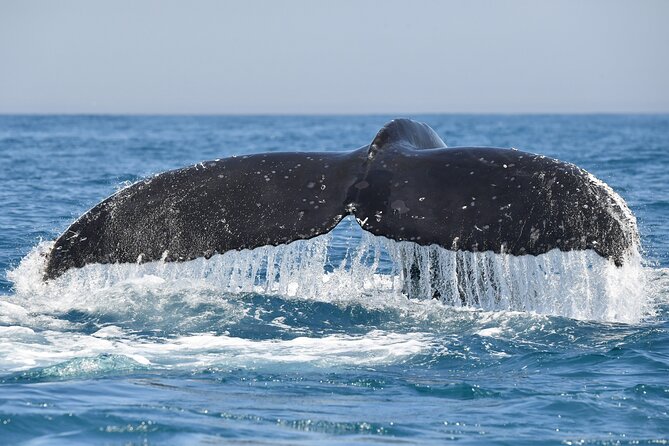 1 Day Whale Watching at Yzerfontein - Price and value: is $331.87 worth it
