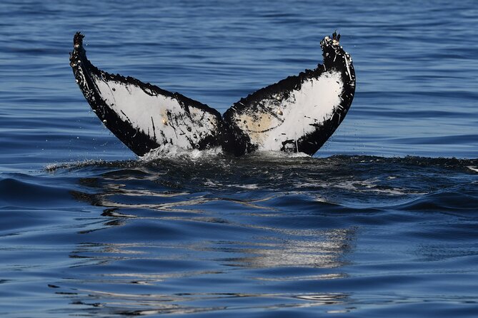 1 Day Whale Watching at Yzerfontein - Practical prep: weather, clothing, and your comfort on a RIB