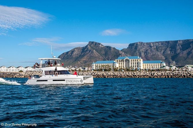 1 Hour Coastal Catamaran Cruise from Cape Town - Wildlife odds: dolphins, seals, and the thrill without the long wait