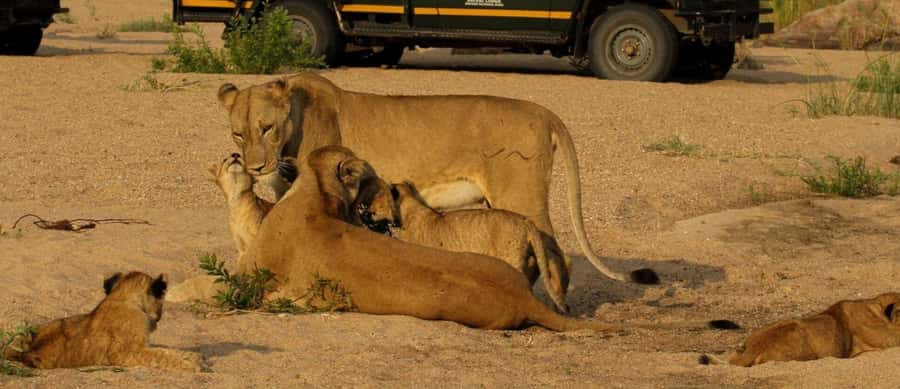 10 Day South Africa Tour Joburg to Cape Town - Wild Coast villages, Qunu, and Mandela Museum: culture on the move