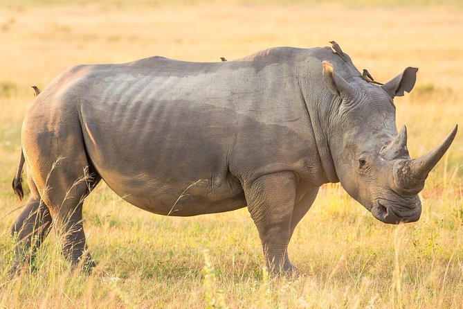 13 Day Safari - Cape Town to Johannesburg - Bloukrans Bridge optional bungy, then Addo Elephant game drive