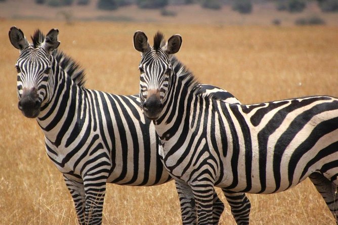 13 Day Safari - Cape Town to Johannesburg - East London, Port Alfred, and Wild Coast time: beaches with breathing room