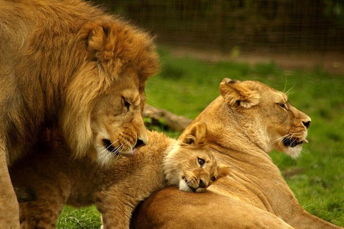 13 Day Safari - Cape Town to Johannesburg - Durban promenade and markets, then St Lucia’s Hippo and Croc cruise