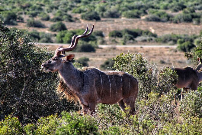 2 Day Addo Elephant Park Safari - What kind of traveler should book this?