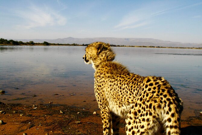 2 Day Inverdoorn Luxury Safari - Key highlights (the stuff that matters)