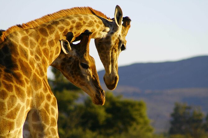 2 Day Inverdoorn Luxury Safari - Price and logistics: is $645.50 a good value?