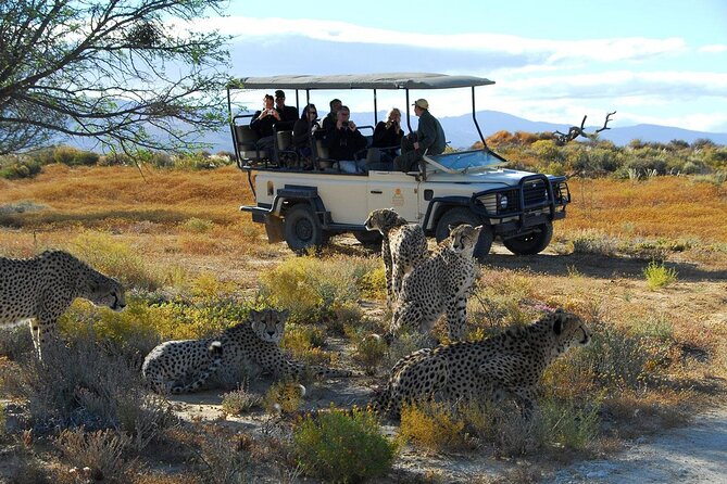 2 Day Inverdoorn Luxury Safari - Day 1: fruit valleys, buffet lunch, and the first safari in golden light