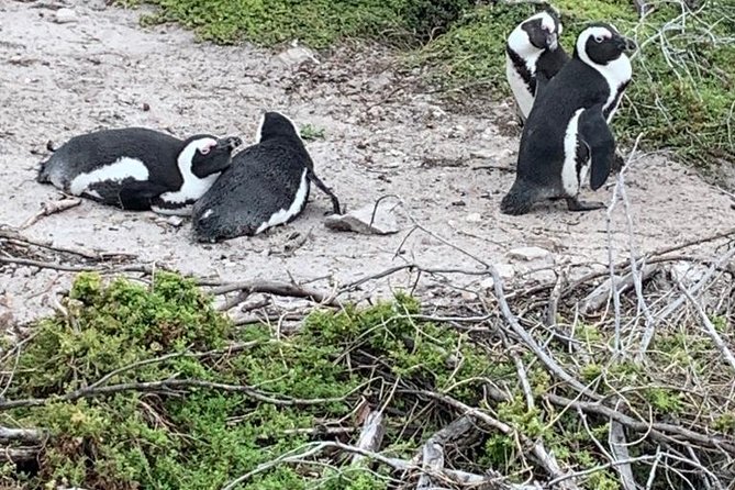 2 Day Safari Experience from Cape Town - Why this 2-day Garden Route safari feels like a practical wildlife shortcut