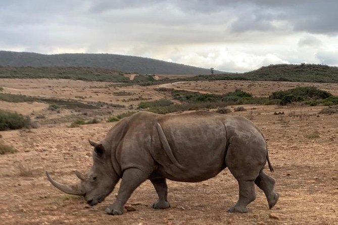 2 Day Safari Experience from Cape Town - The lodge overnight: dinner, breakfast, and a real wildlife base