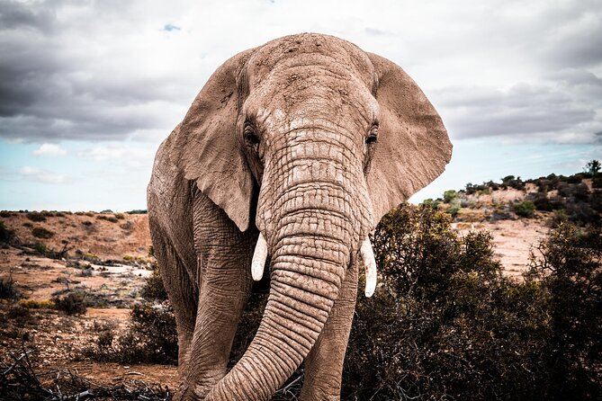 2 Day Small Group Garden Route Big 5 Safari Tour from Cape Town - Cape Town early pickup and the Garden Route run to Oudtshoorn