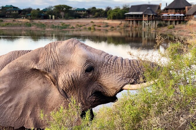 2 Day Small Group Garden Route Big 5 Safari Tour from Cape Town - Chandelier Game Lodge overnight in the bush, plus giraffe and ostrich time