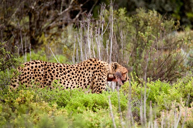 2 Day Small Group Garden Route Big 5 Safari Tour from Cape Town - Botlierskop Big 5 game drive at 14:00, your best chance for rhino and lion moments