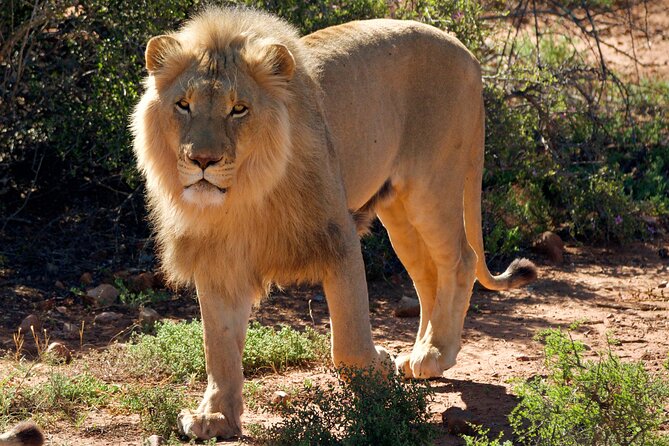 2 Day Small Group Garden Route Big 5 Safari Tour from Cape Town - Guides and safari spotting, what makes this tour feel high-touch