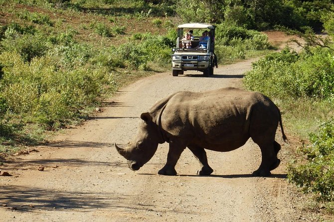 2 Day South African Wildlife Tour with 4x4 Safari from Cape Town - Day 1: Early pickup, the long drive, and Botlierskop’s open-4x4 safari