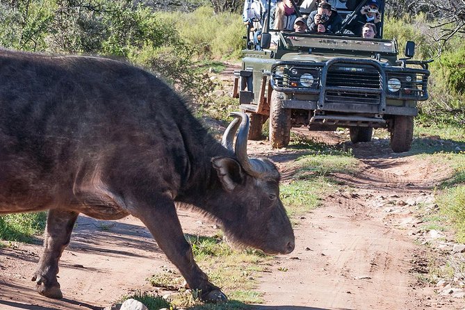 2 Day South African Wildlife Tour with 4x4 Safari from Cape Town - Day 2: Buffelsdrift bush drive, rescued elephants, then Route 62 back to Cape Town