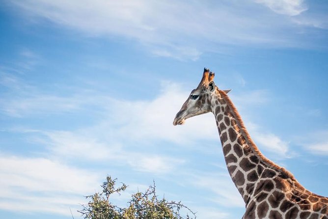 2 Day South African Wildlife Tour with 4x4 Safari from Cape Town - Should you book this 2-day South African wildlife 4x4 safari from Cape Town?