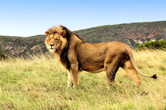 2 Day South African Wildlife Tour with 4x4 Safari from Cape Town - Price and value: what $279.50 really buys you (and what you’ll pay extra)