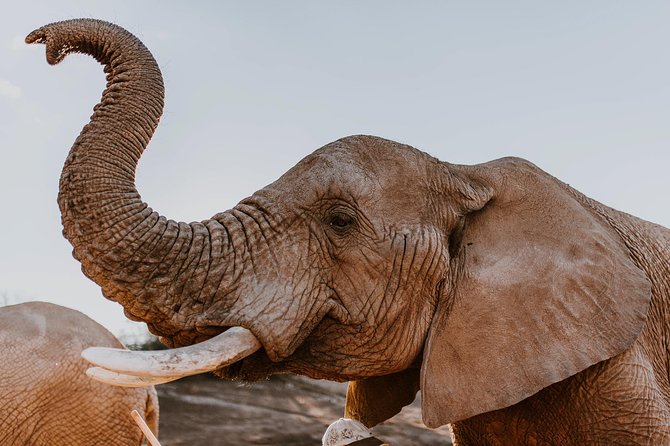 2 Day Wild Heart Western Cape Safari Tour with Private Transfers - Key takeaways before you go