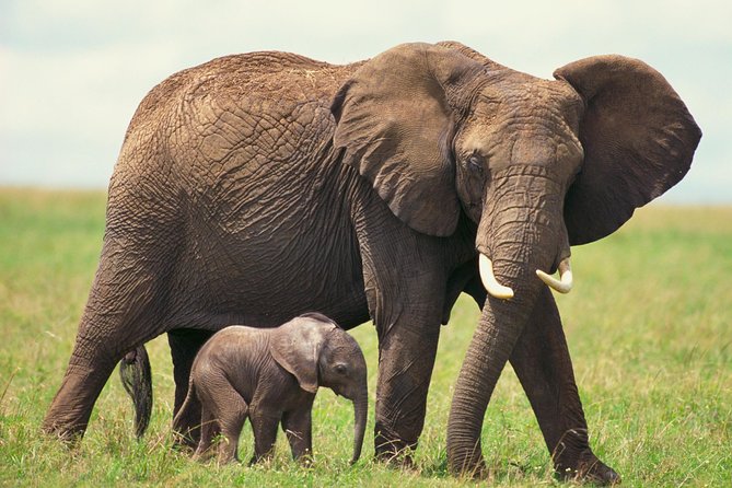 2 Day Wild Heart Western Cape Safari Tour with Private Transfers - Is this tour for you, or should you pick a slower safari