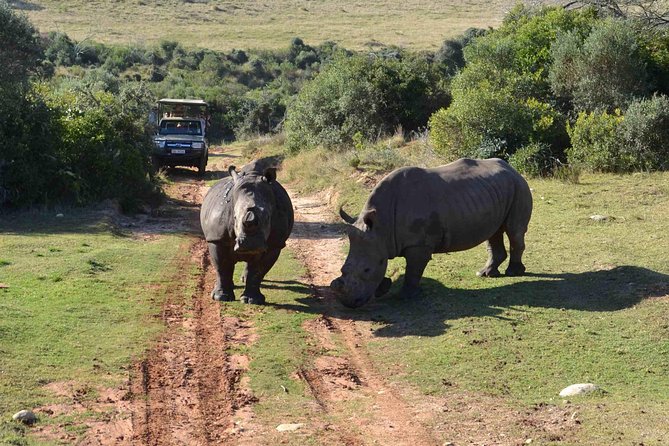2 Day Wild Heart Western Cape Safari Tour with Private Transfers - Day 1: Cape Town to Botlierskop, then Oudtshoorn for the night