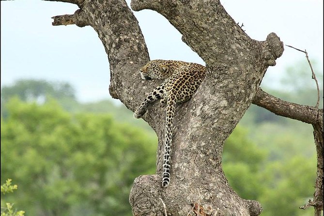 2-Days Pilanesberg best chance to view "Big 5" with private extended safari - Pickup from Pretoria, plus the scenic route to the park