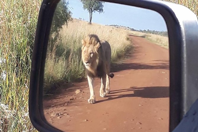 2-Days Pilanesberg best chance to view "Big 5" with private extended safari - Meals included, plus what to pack for open vehicles
