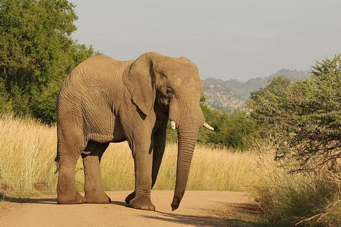 2-Days Pilanesberg best chance to view "Big 5" with private extended safari - How guides like Willem and Anton change the whole feel