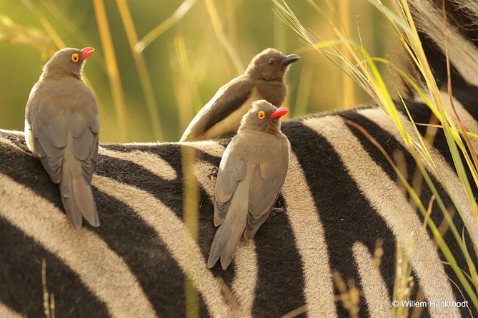 2-Days Pilanesberg best chance to view "Big 5" with private extended safari - Day 1: Private 5-hour extended safari in a game-viewing SUV